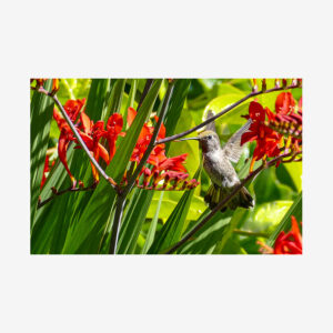 Hummingbird with Red Canna, Salt Spring Island, Canada