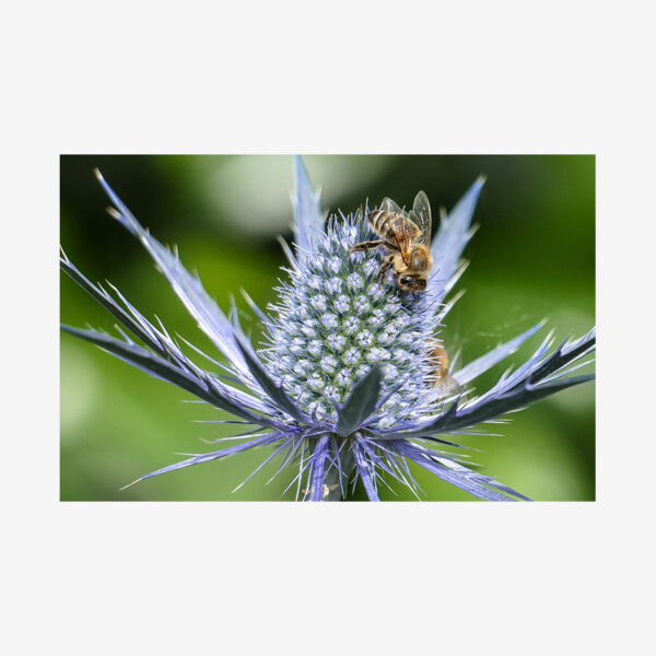 Italian Eryngo with Bee Profile, Salt Spring Island, Canada