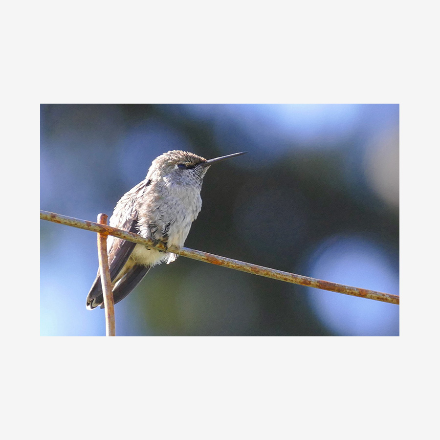 Hummingbird on Wire, Salt Spring Island, Canada