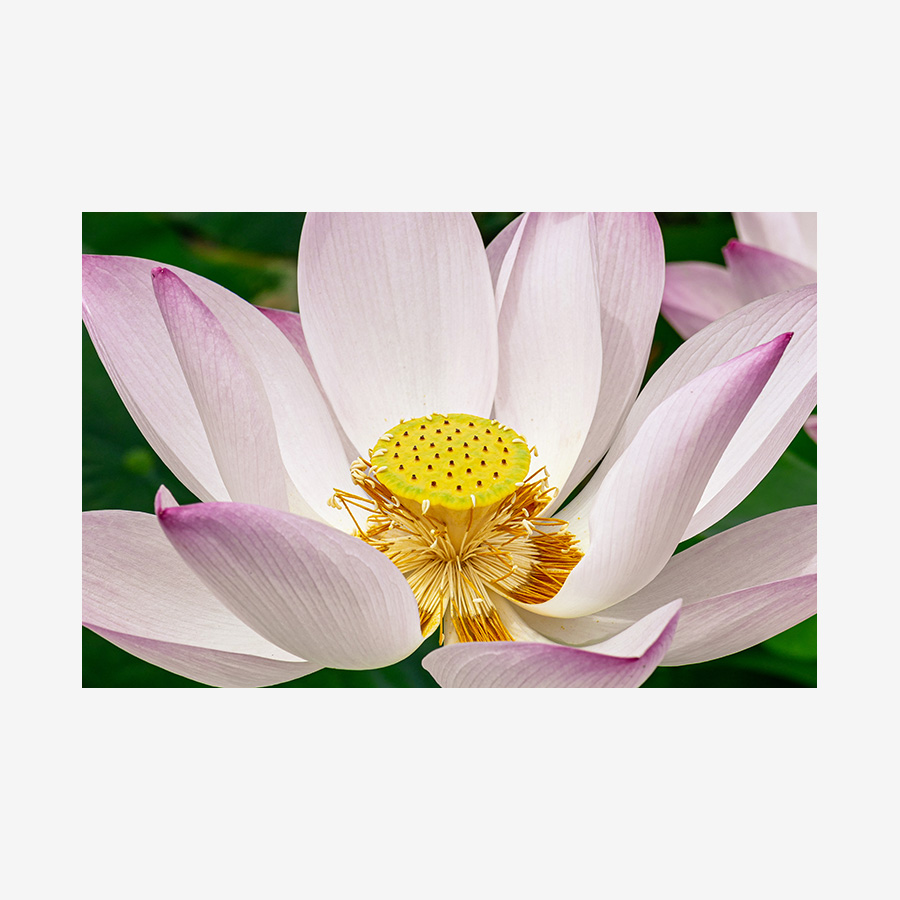 Lotus Bloom, Cambodia