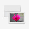 Hot Pink Lotus, Laos