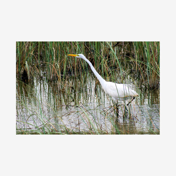 White Heron, Everglades, Florida