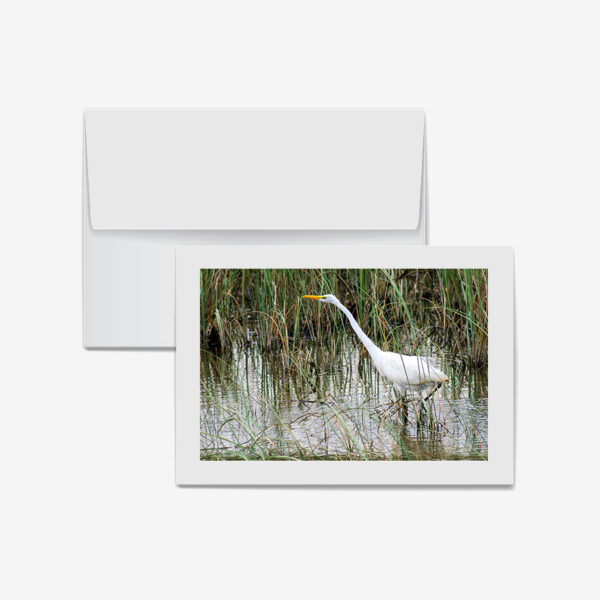 White Heron, Everglades, Florida