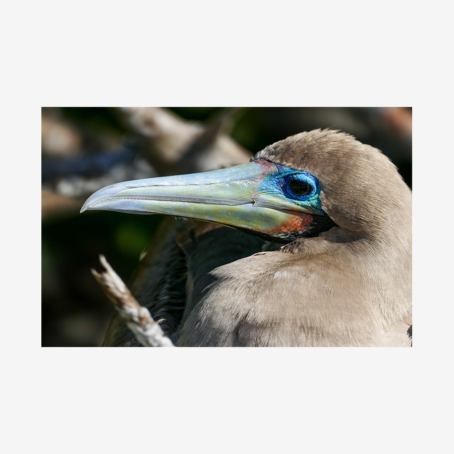 Blue-Eyed Red-Footed Booby, Galápagos Islands