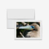 Blue-Eyed Red-Footed Booby, Galápagos Islands