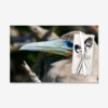 Blue-Eyed Red-Footed Booby, Galápagos Islands