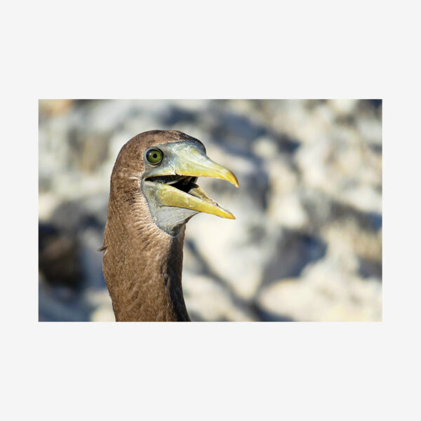 Brown Open-Mouthed Booby, Galápagos Islands