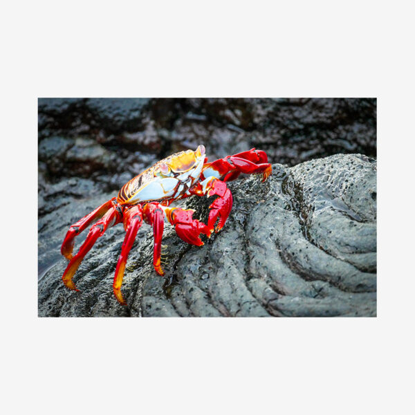 Lava Crab, Galápagos Islands
