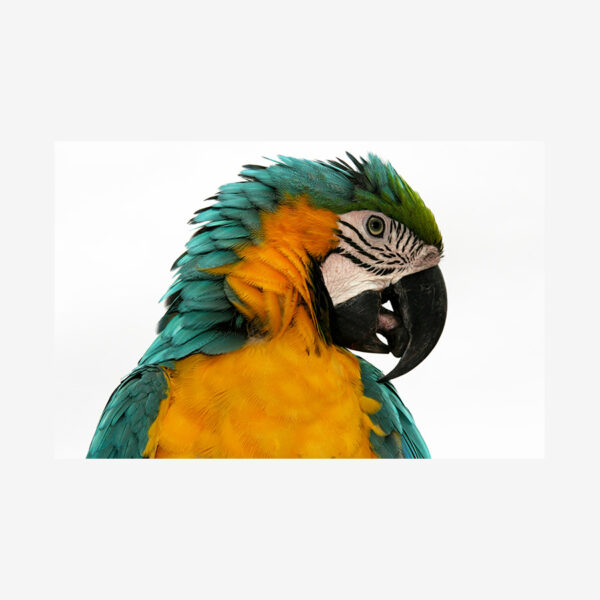 Macaw, Costa Rica