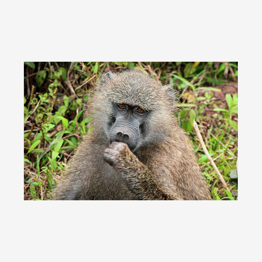 Brown-Eyed Monkey, Tanzania