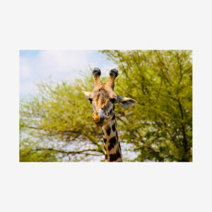 Solo Giraffe, Tanzania