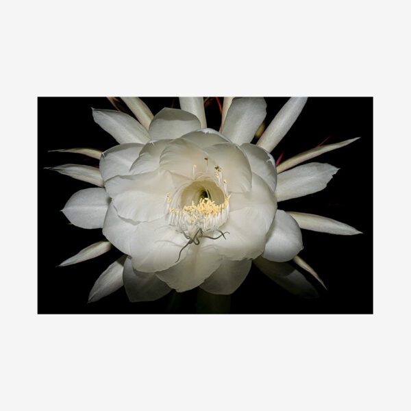 Queen of the Night Close-Up, Miami, Florida