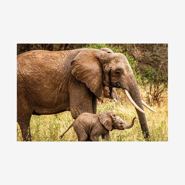 Mamma & Smiling Baby Elephant, Tanzania