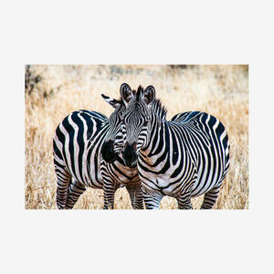 Zebra Love, Tanzania