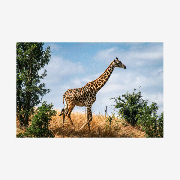 Blue Sky Giraffe, Tanzania