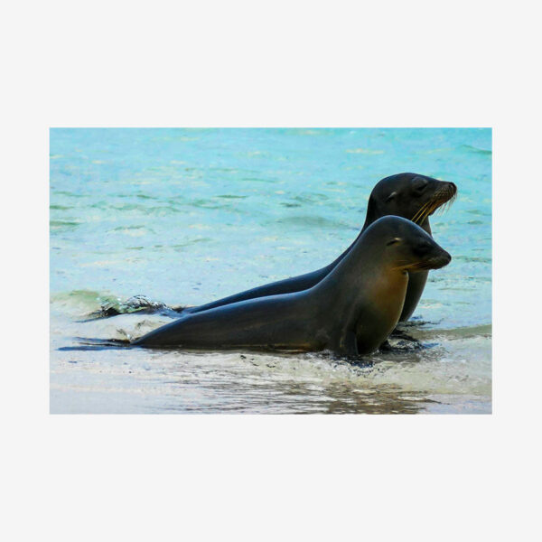 Seal Yoga, Galápagos Islands