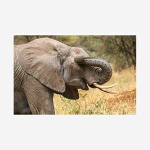 Elephant Trunk, Tanzania