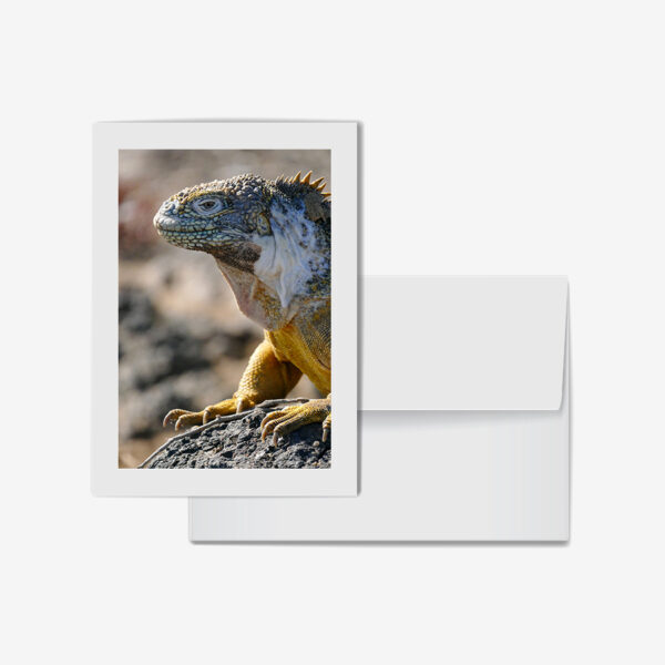 Dragon Lizard, Galápagos Islands