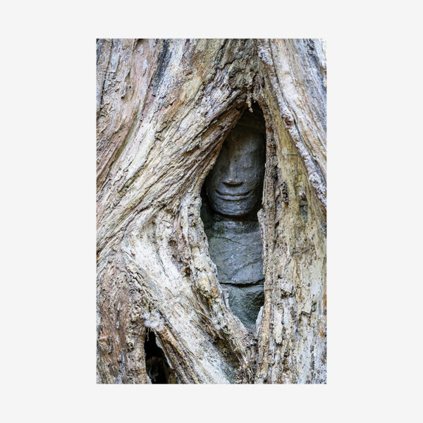 Tree Sculpture, Cambodia