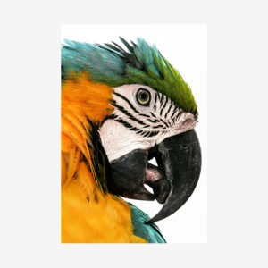 Macaw, Costa Rica