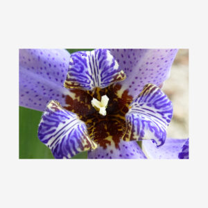 Purple Iris, Victoria, Canada