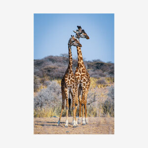Two Giraffes, Tanzania