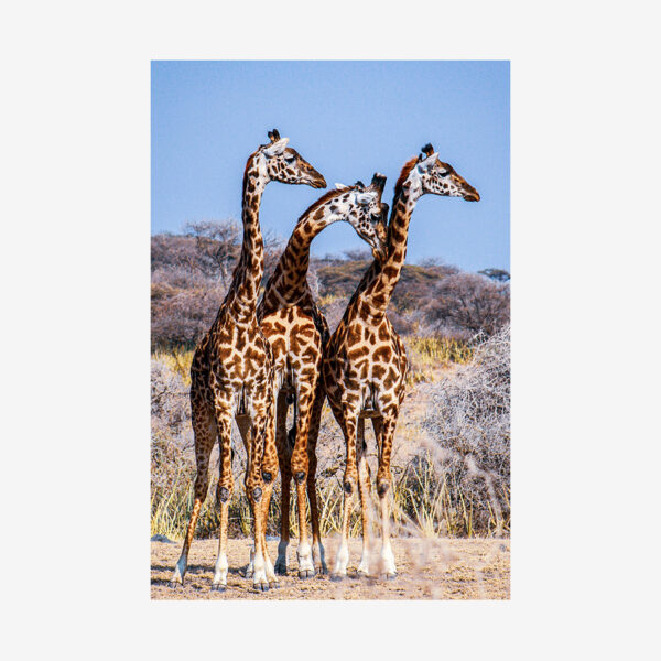 Three Giraffes, Tanzania