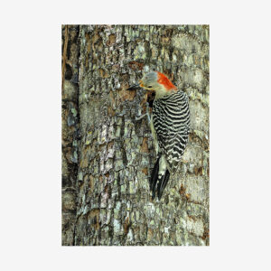 Woodpecker, Miami, Florida