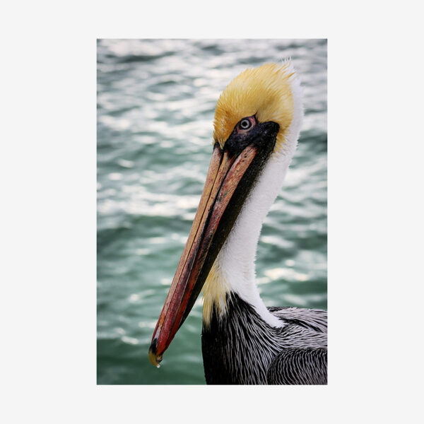 Pelican, Key Largo, Florida