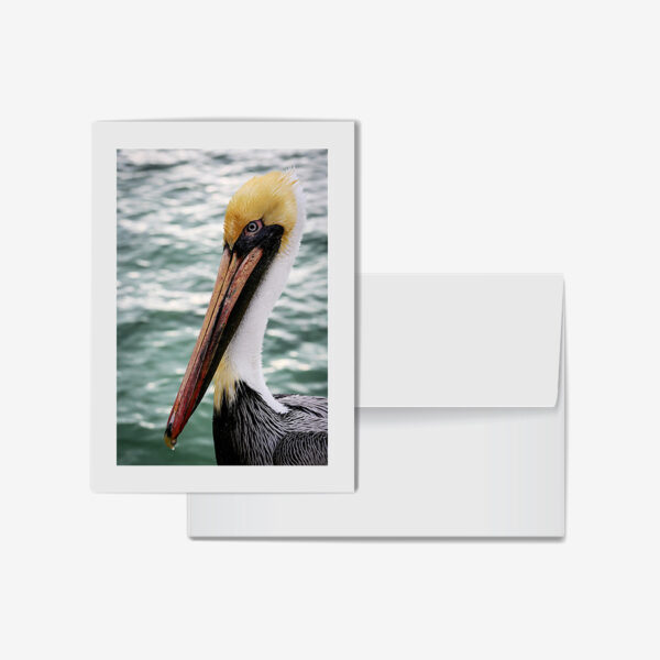 Pelican, Key Largo, Florida