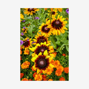Sunflowers, Canada