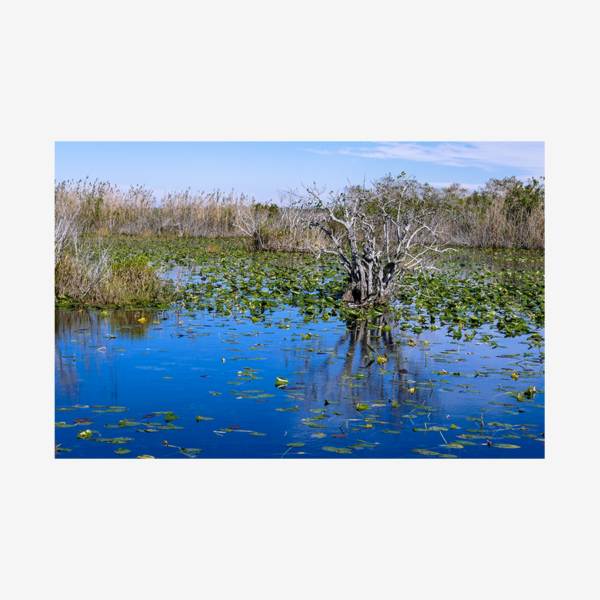 Landscape, Big Cypress National Preserve, Florida
