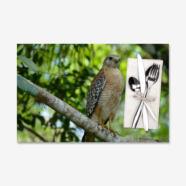 Red-shouldered Hawk, Big Cypress National Preserve, Florida