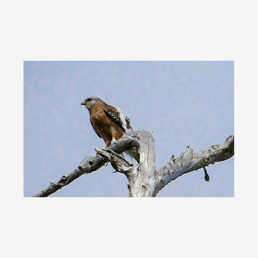 Hawk, Fakahatchee Preserve, Florida