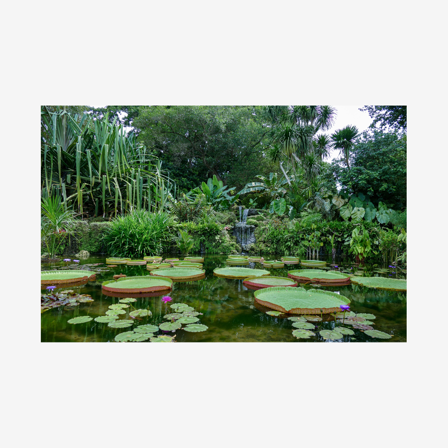 The Victoria Amazonian Pond Close Up, Miami, Florida