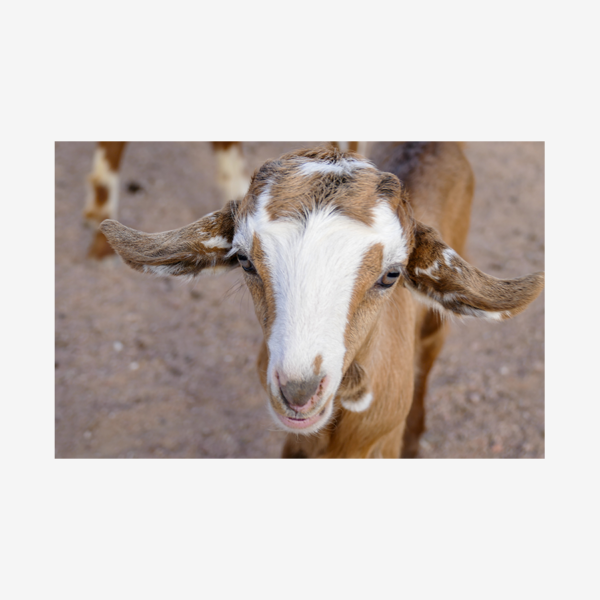 Goat at Fenyan Lodge, Jordan