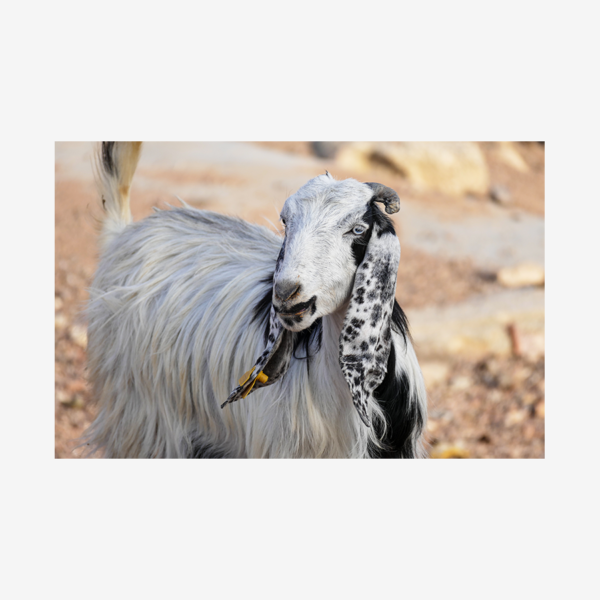 Goat in Dana Nature Reserve, Jordan