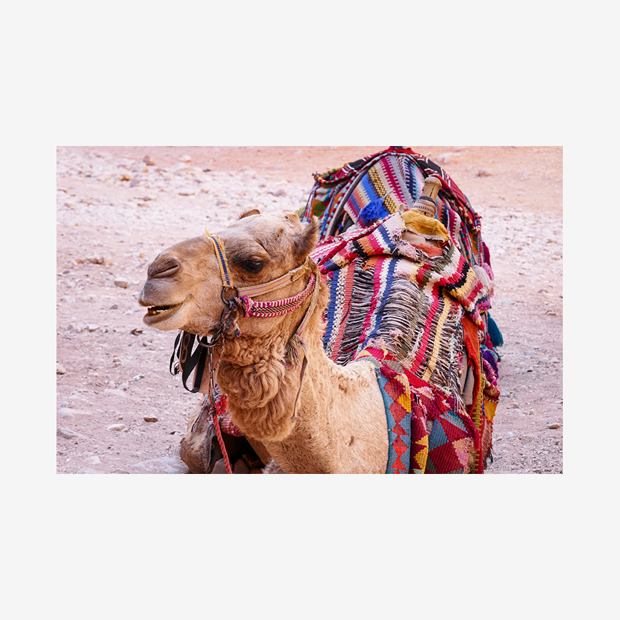 Camel at Petra, Jordan