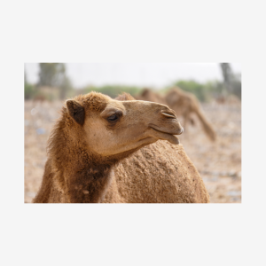 Camel at Wadi Rum, Jordan