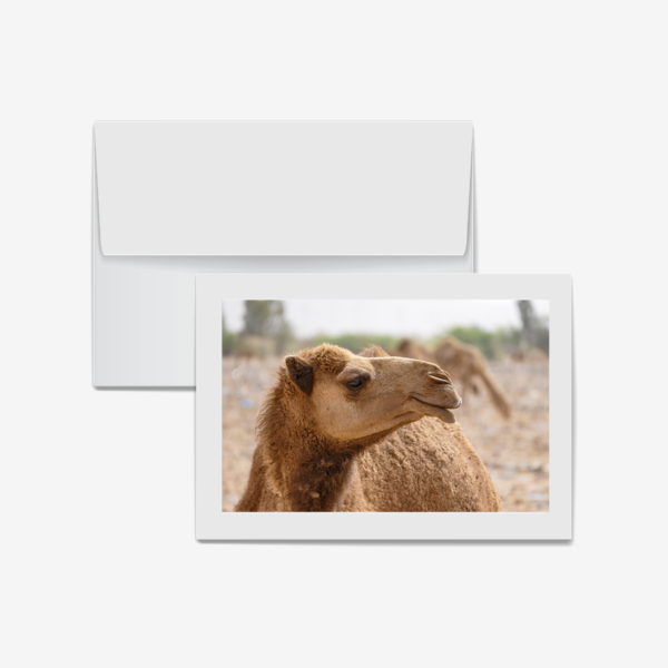 Camel at Wadi Rum, Jordan
