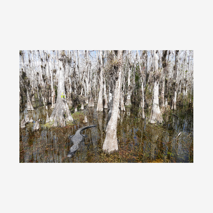 Bald Cypress Trees with Gator, Big Cypress Nature Preserve, Florida