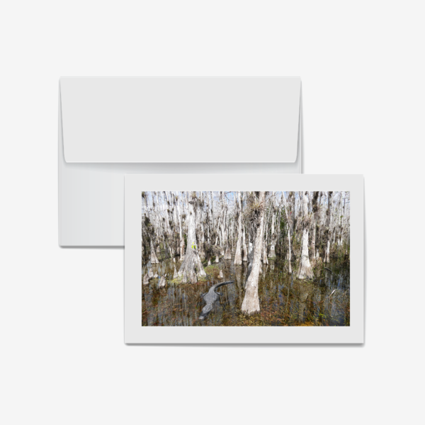 Bald Cypress Trees with Gator, Big Cypress Nature Preserve, Florida