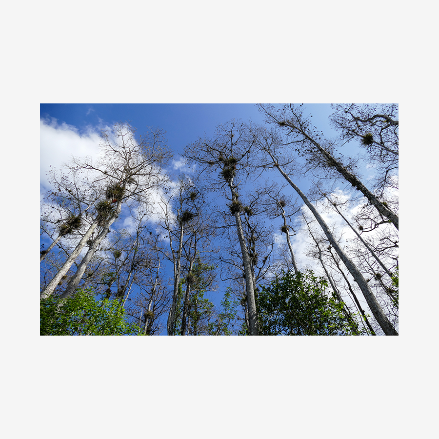Air Plants, Big Cypress Nature Preserve, Florida