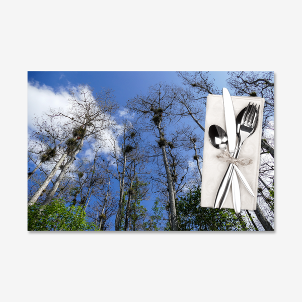 Air Plants, Big Cypress Nature Preserve, Florida