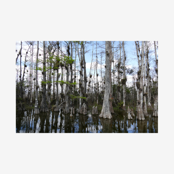 Cypress Sanctuary, Big Cypress Nature Preserve, Florida