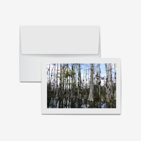 Cypress Sanctuary, Big Cypress Nature Preserve, Florida