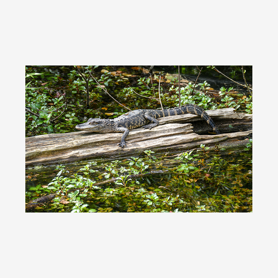 Loop Road Gator, Big Cypress Nature Preserve, Florida