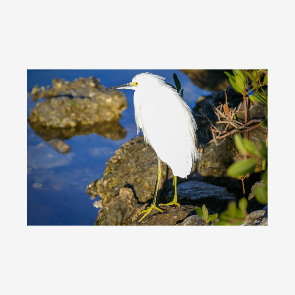 Snowy Egret, Everglades City, Florida