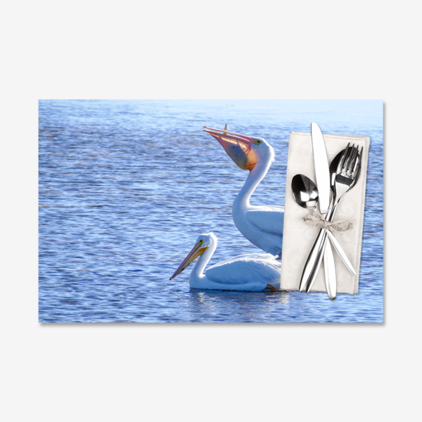 White Pelicans, Everglades City, Florida
