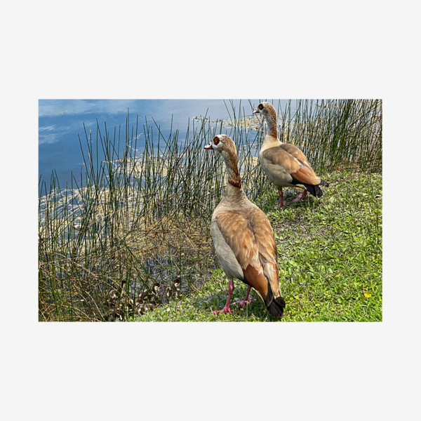 Egyptian Geese with Babies, Miami, Florida